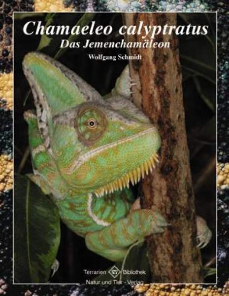 Chamaeleo calyptratus: Chamaeleo calyptratus: Das Jemenchamäleon